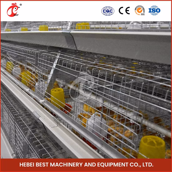 Bestchickencage 中国 50 鶏ハウス サプライヤー フレーム自動ブロイラー ケージ サンプル利用可能な鶏用鋼材ハッチ